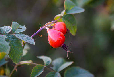 fruit