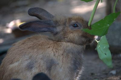 Close-up of rabbit by leaves on field