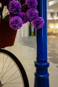 Close-up of purple flowers on bicycle