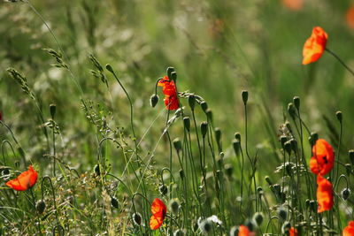 Red poppy flowers in field