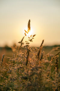 Close-up of stalks in field against sky during sunset