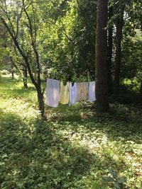 Clothes hanging on tree trunk in forest