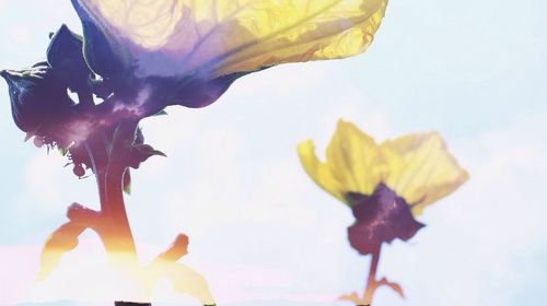 Low angle view of yellow flowers