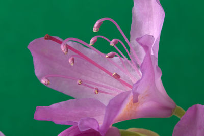Close-up of pink flowering plant against green background