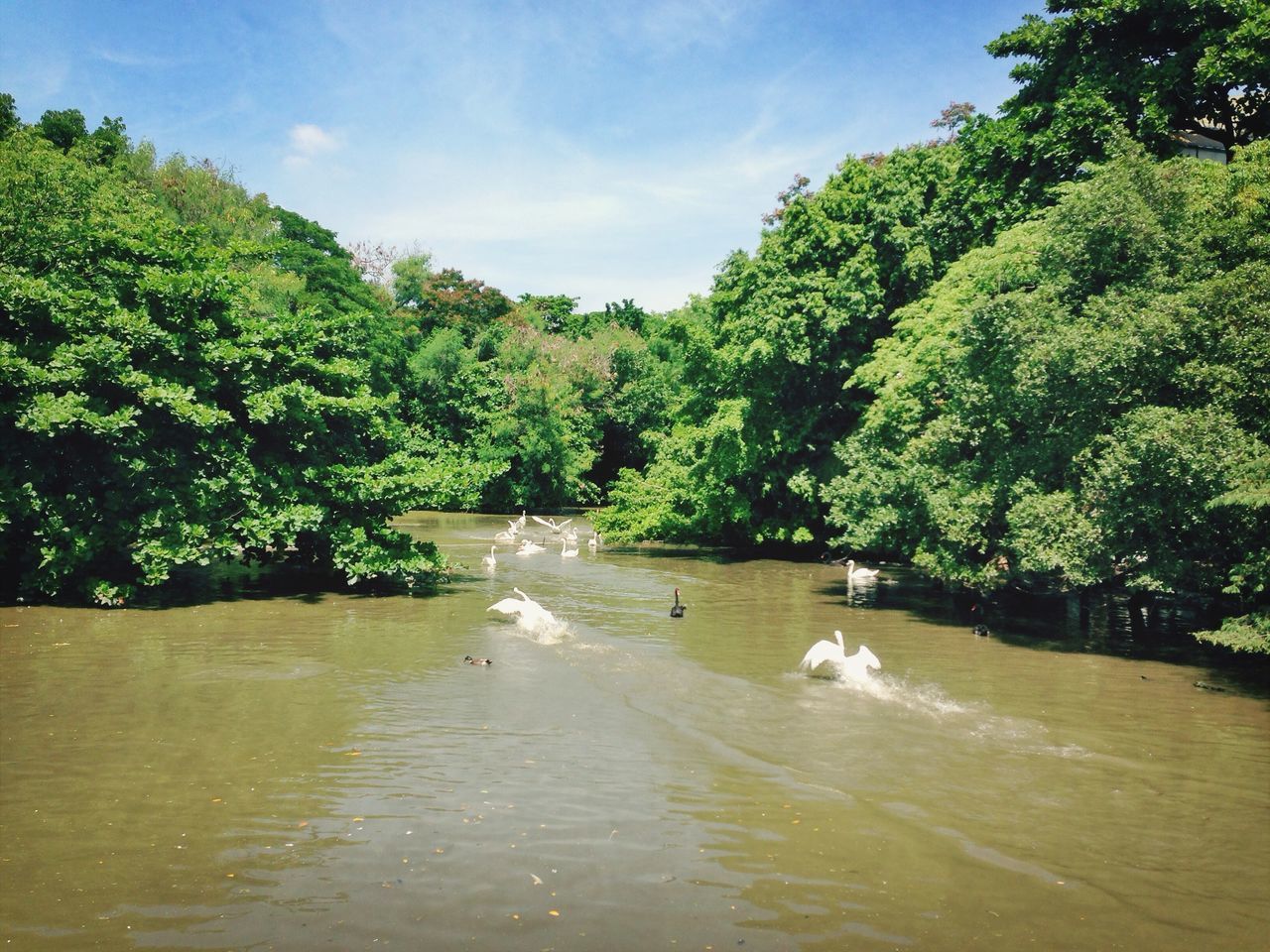 tree, water, animal themes, waterfront, green color, nature, tranquility, beauty in nature, tranquil scene, scenics, bird, wildlife, river, sky, one animal, animals in the wild, growth, rippled, lake, day