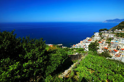 Trees by buildings at manarola by sea against clear blue sky