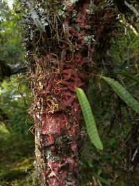 Close-up of moss growing on tree trunk