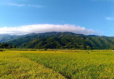 Scenic view of field against sky