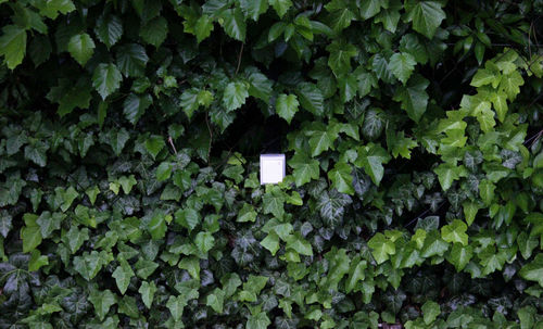 Full frame shot of ivy growing on wall