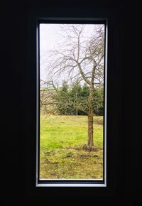 Trees on field seen through window