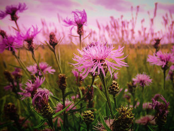 Close-up of pink flowering plants on field