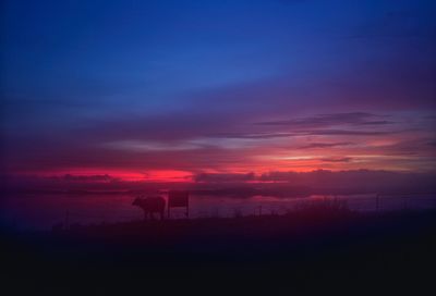 Soft focus of cow on field against sky during sunset