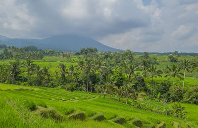 Scenic view of agricultural field against sky