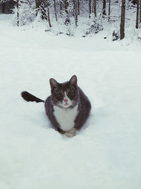 Portrait of white cat on snow covered land