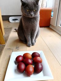 British shorthair cat looking for easter eggs