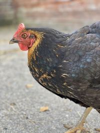 Close-up of a bird