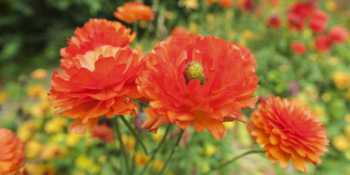 Close-up of fresh flowers blooming outdoors