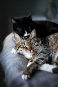 Close-up of cat resting