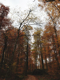 Low angle view of trees in forest during autumn