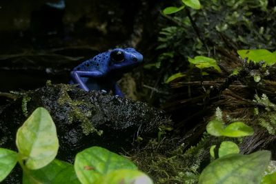 View of frog on rock