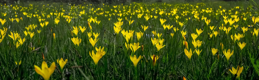 Yellow flowering plants on field