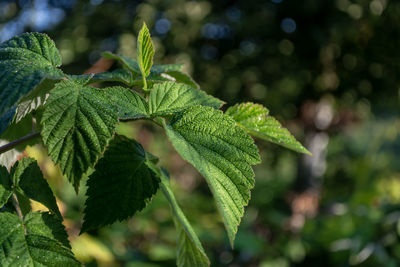 Close-up of plant