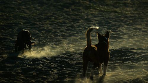 Rear view of dogs walking on beach