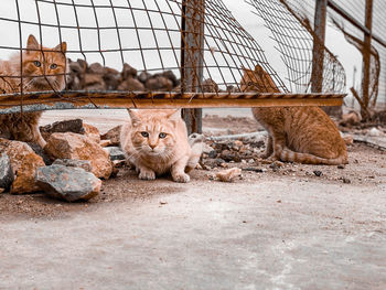 Portrait of cats sitting