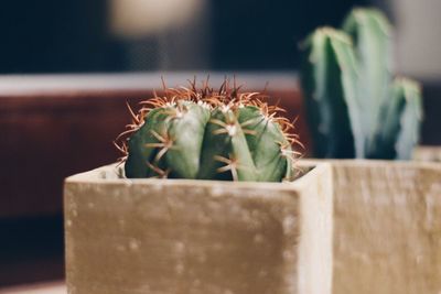 Close-up of cactus on table