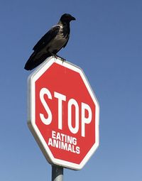 Low angle view of sign perching on road against clear blue sky