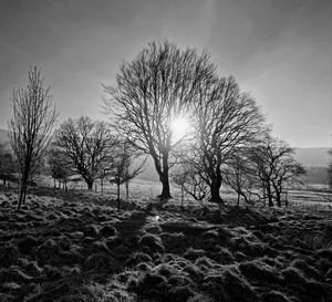 Bare trees on field against sky during winter