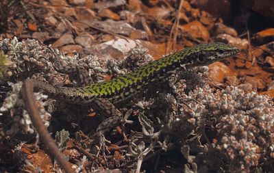 High angle view of lizard on field