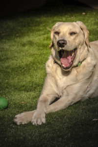 Portrait of a dog
