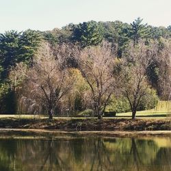 Reflection of trees in river