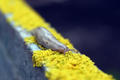 Close-up of slug on retaining wall