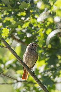Close-up of bird perching on tree