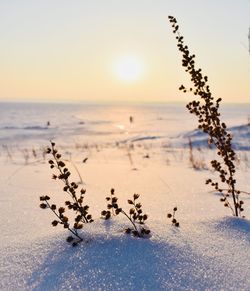 Close-up of plants in snow during sunset