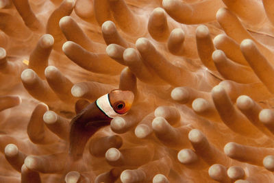 Close-up of clown fish swimming amidst coral in sea