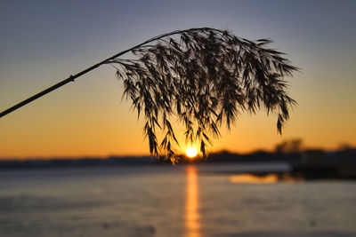 Silhouette plant against sea during sunset