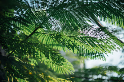 Close-up of raindrops on tree leaves