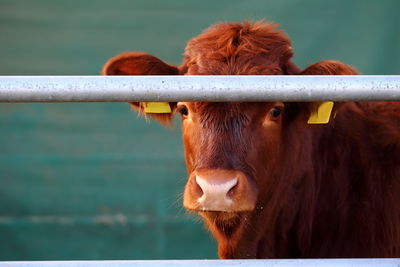 Close-up of cow