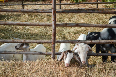 Cows in a field