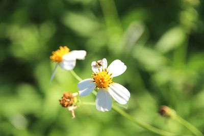 Close-up of bee on white flower