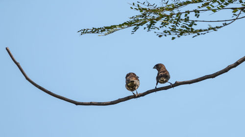 Low angle view of bird perching on branch against sky