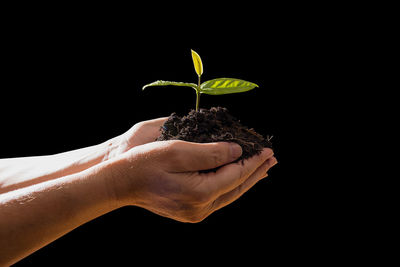 Close-up of hand holding small plant against black background