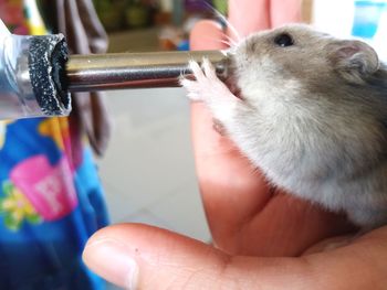 Close-up of hand holding animal