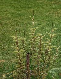 Plants growing on field