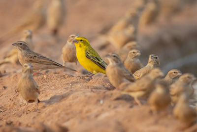 Close-up of birds perching