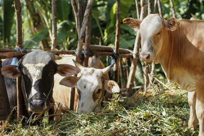 Cows in a field