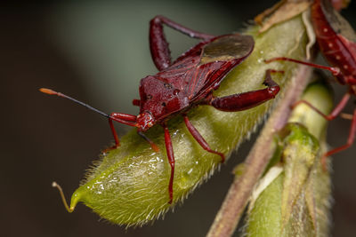 Close-up of insect on plant